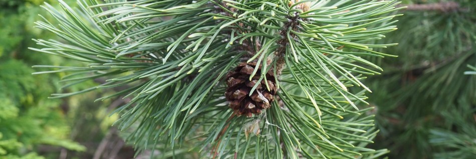 Sosna drobnokwiatowa (Pinus parviflora)
