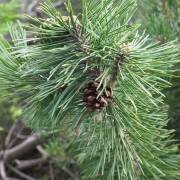 Sosna drobnokwiatowa (Pinus parviflora)