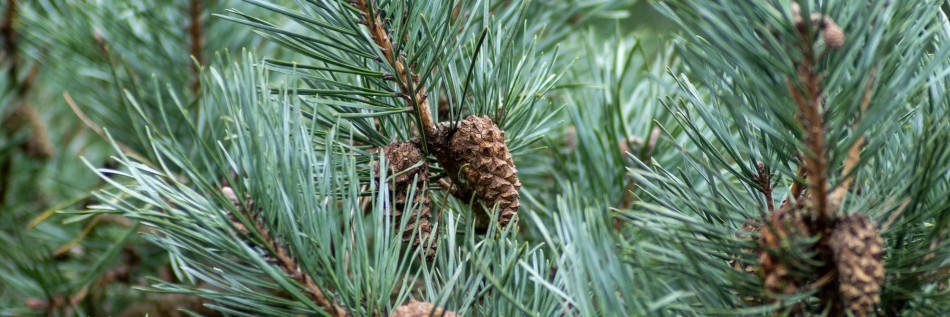 Sosna pospolita (Pinus sylvestris)