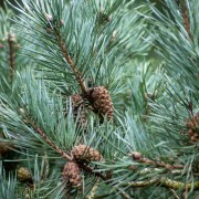 Sosna pospolita (Pinus sylvestris)