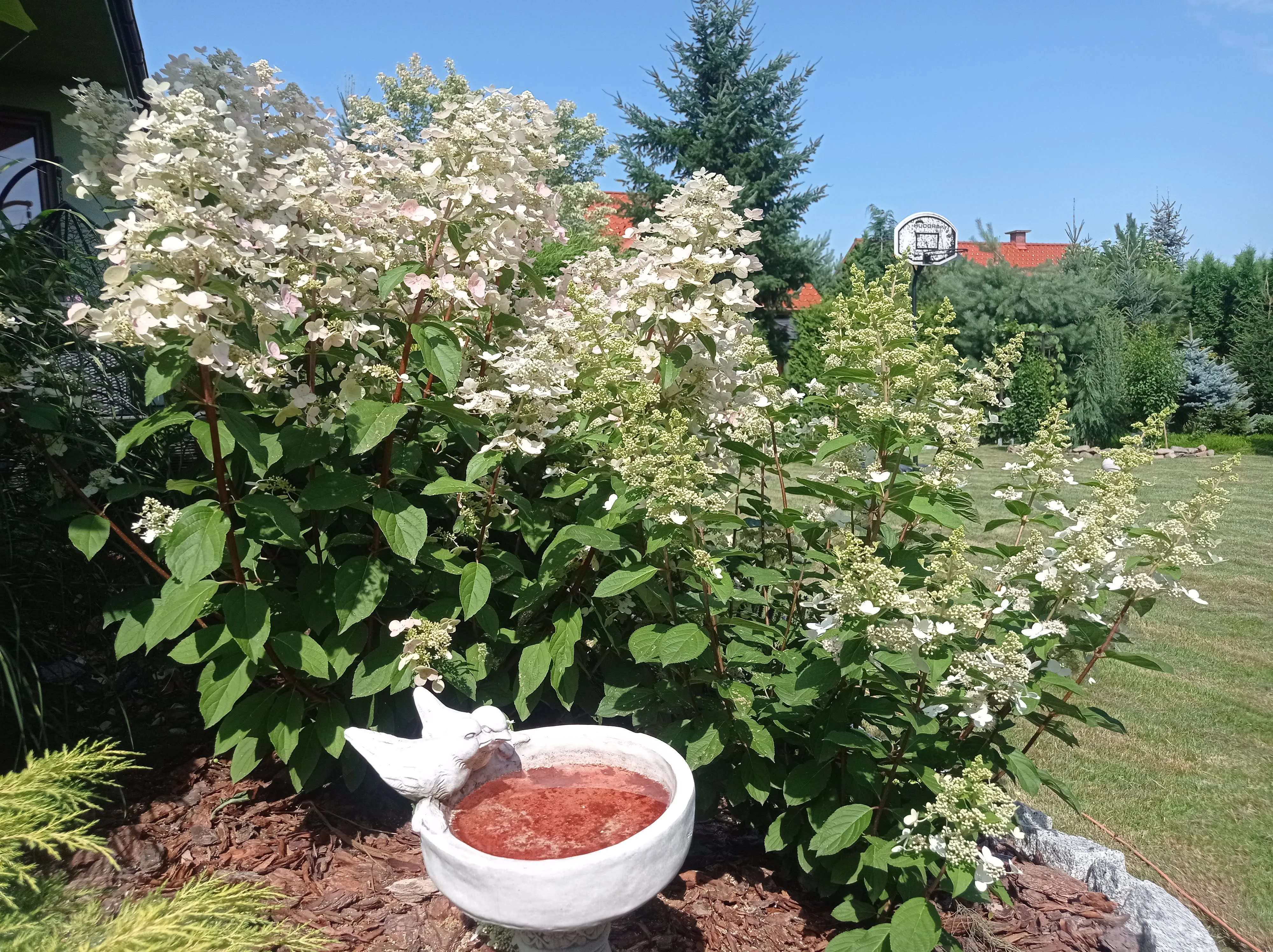 Ogród z hortensjami
